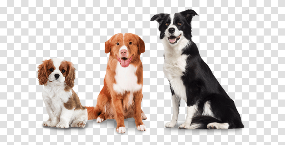 Woofpack Extra Dogs Soft Coated Border Collie, Pet, Canine, Animal, Mammal Transparent Png