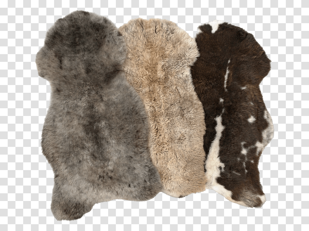 Wool, Fur, Bear, Wildlife, Mammal Transparent Png