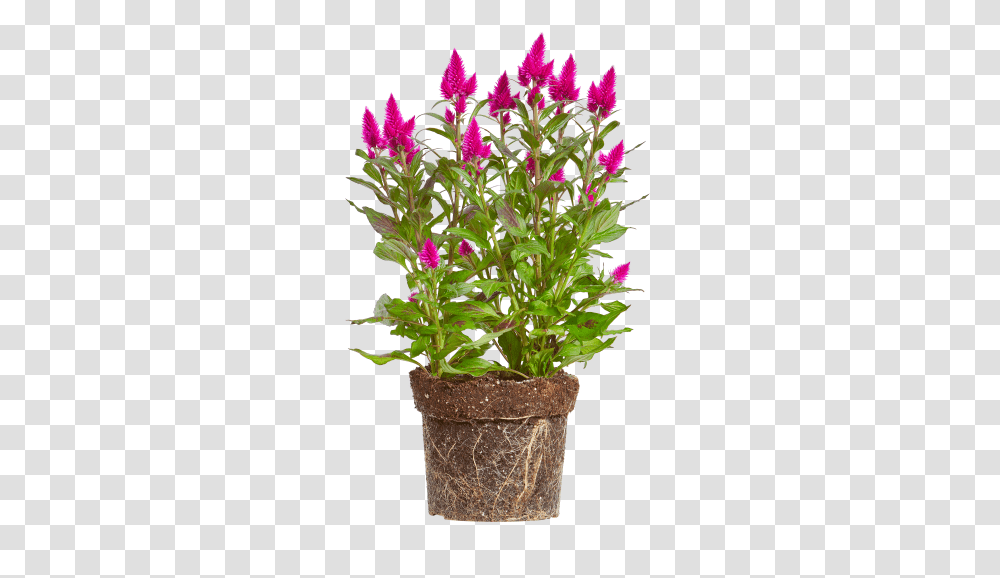 Woolflower Flowerpot, Plant, Blossom, Flower Arrangement, Geranium Transparent Png