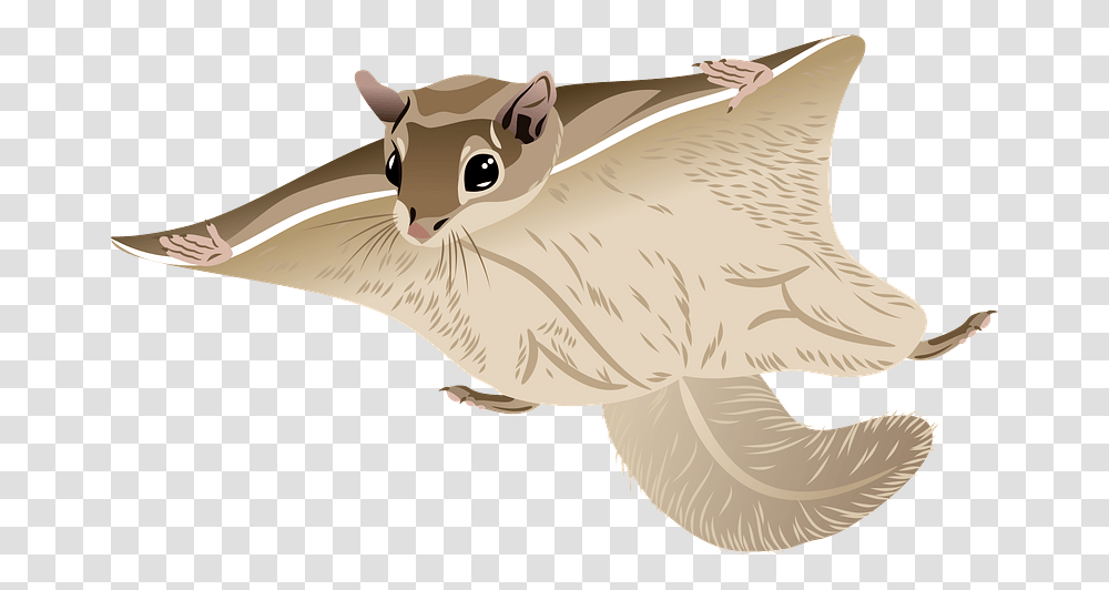 Woolly Flying Squirrel Clipart Free Download Animal Figure, Rodent, Mammal, Wildlife, Rat Transparent Png
