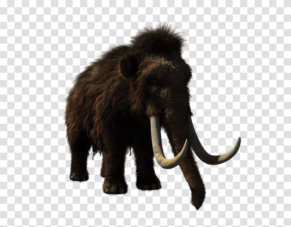 Woolly Mammoth 960, Animals, Mammal, Bear, Wildlife Transparent Png