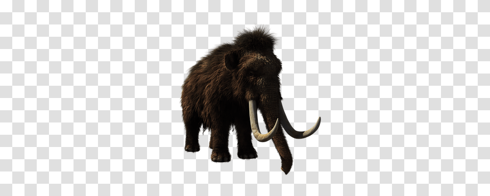 Woolly Mammoth Animals, Bear, Wildlife, Mammal Transparent Png