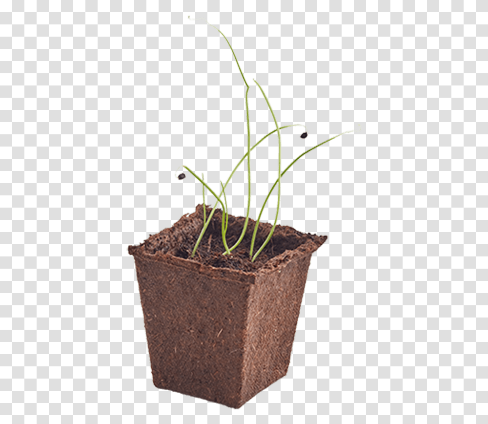 Woolworths Discovery Garden Onion, Plant, Leaf, Root, Soil Transparent Png