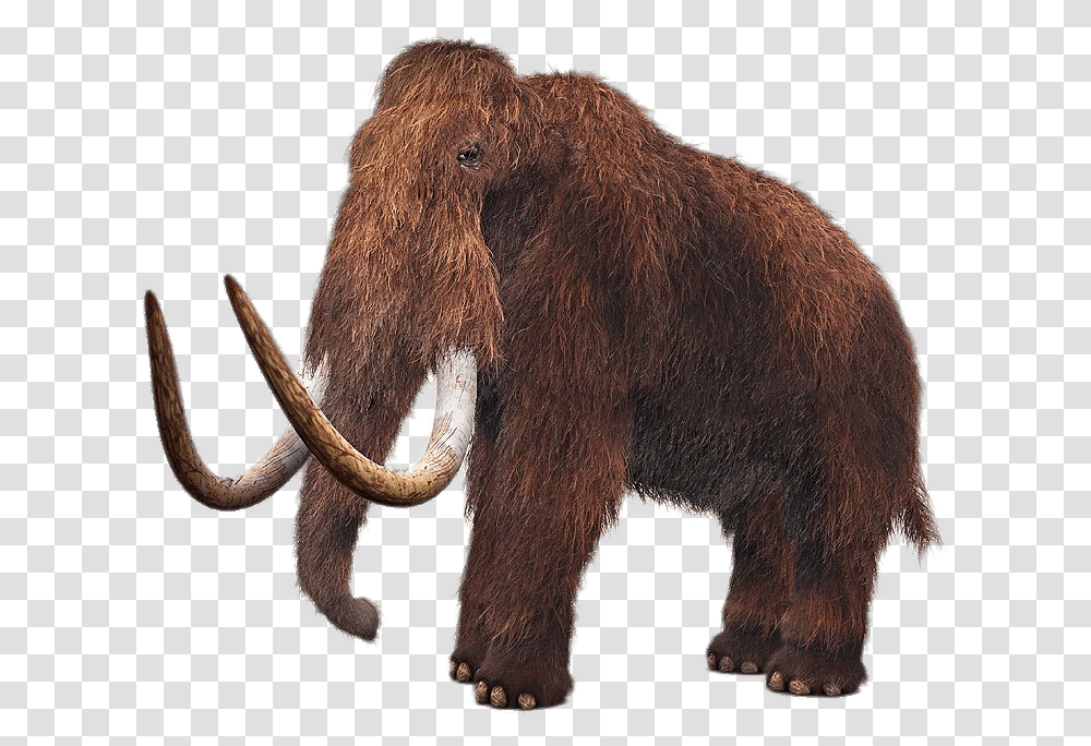 Wooly Mammoth, Mammal, Animal, Wildlife, Elephant Transparent Png