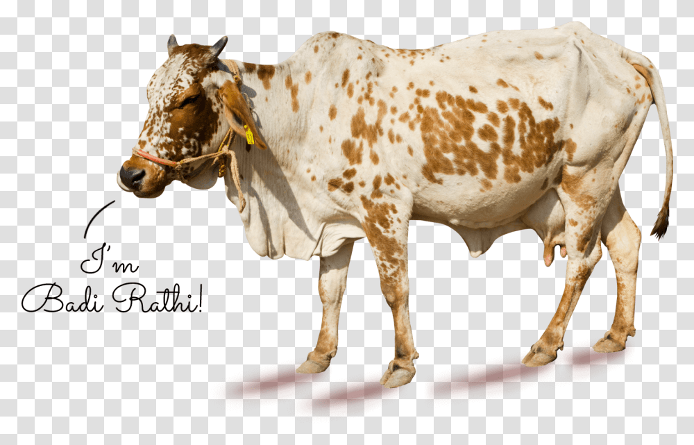 Working Animal, Bull, Mammal, Cow, Cattle Transparent Png