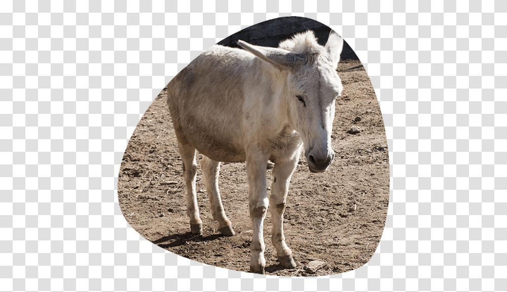Working Animal, Cow, Cattle, Mammal, Horse Transparent Png