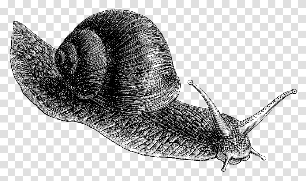 Working At A Snail's Pace, Gray, World Of Warcraft Transparent Png