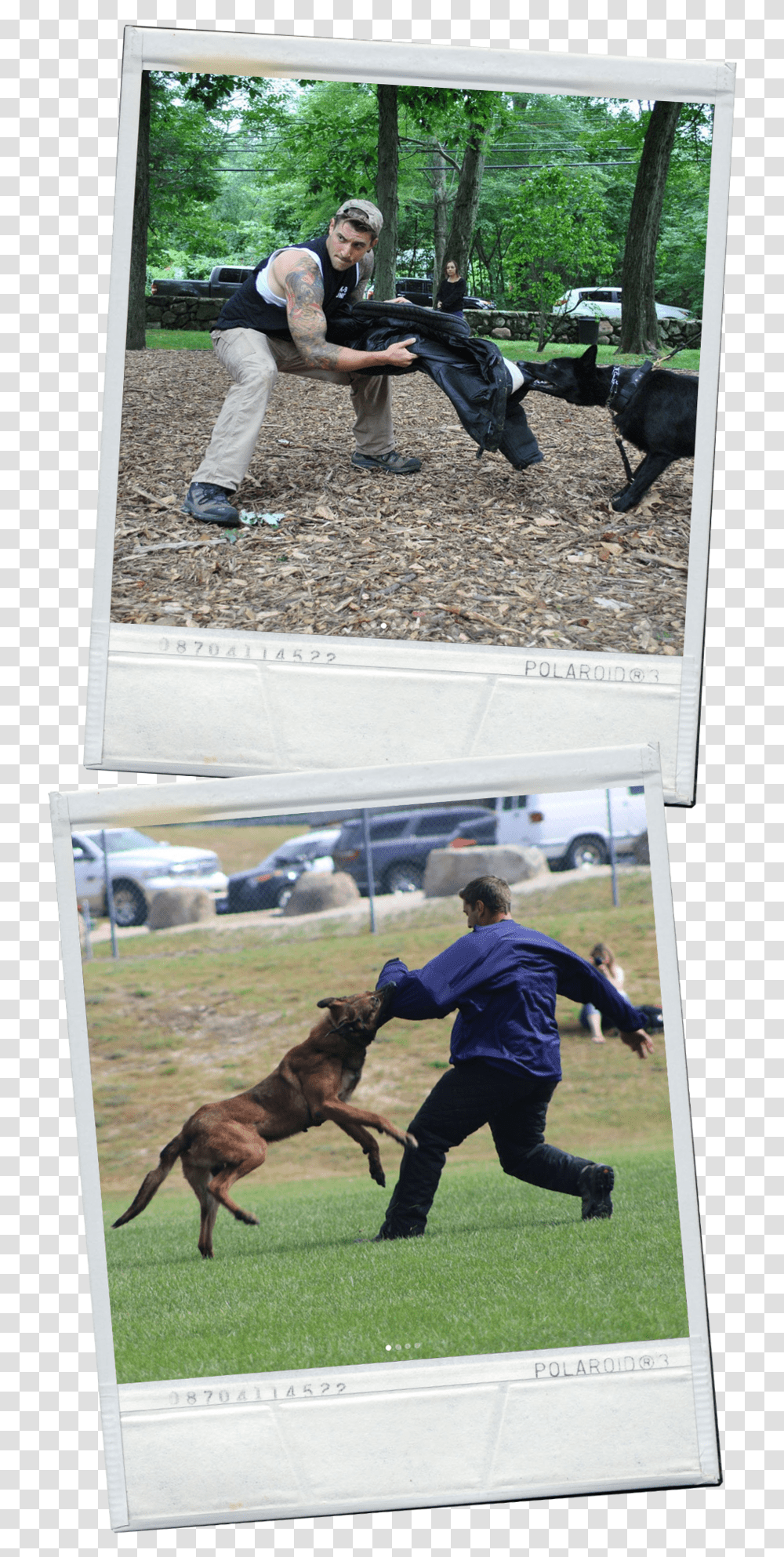 Workingdogs Dog Catches Something, Person, Pet, Canine, Animal Transparent Png