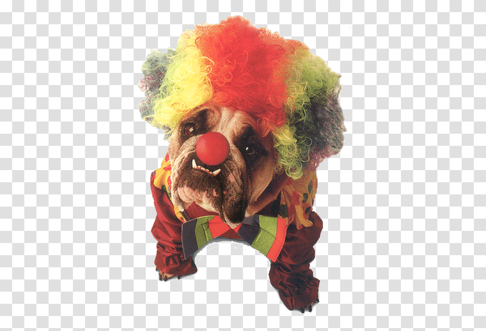 World Animal Beauti And Funny Dog Halloween Costumes Clown Dog, Performer, Person, Human, Hair Transparent Png
