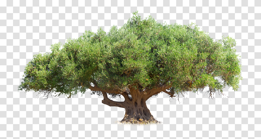 World Day Of The Olive Tree Mexican Pinyon, Plant, Potted Plant, Vase, Jar Transparent Png