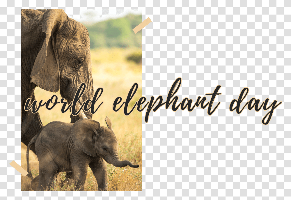 World Elephant Day 2019, Wildlife, Mammal, Animal Transparent Png