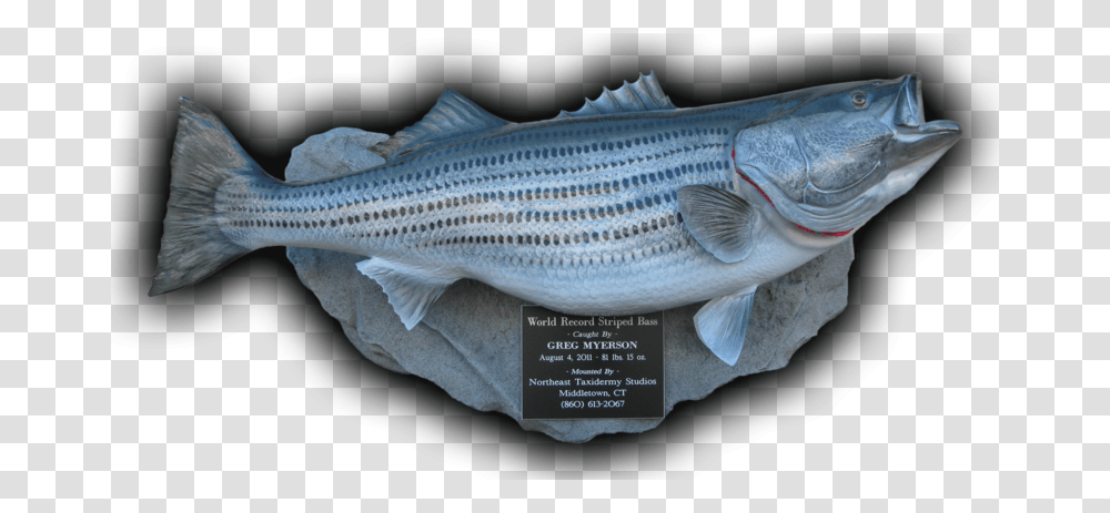 World Record Striped Bass Fish Mount Replica 81 Lbs Striper Bass Trophy Mounts, Animal, Coho, Mullet Fish, Sea Life Transparent Png