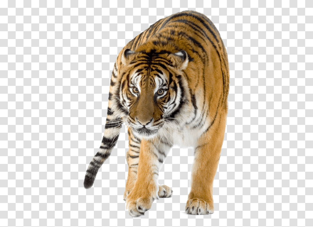 World Tiger Day Infographic, Wildlife, Mammal, Animal Transparent Png