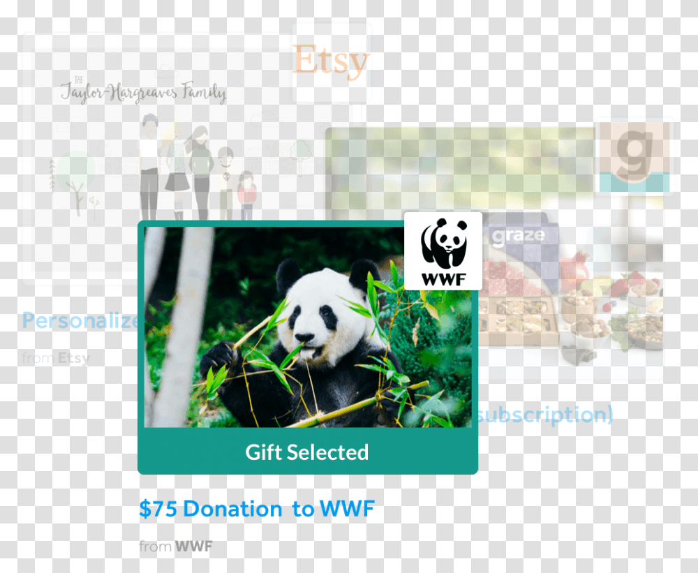 World Wide Fund For Nature, Person, Human, Giant Panda, Bear Transparent Png