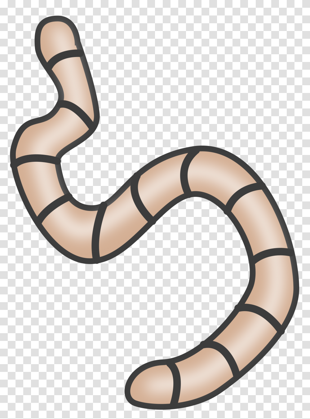 Worm Animal Biology Background Worm Clipart, Invertebrate, Stomach Transparent Png