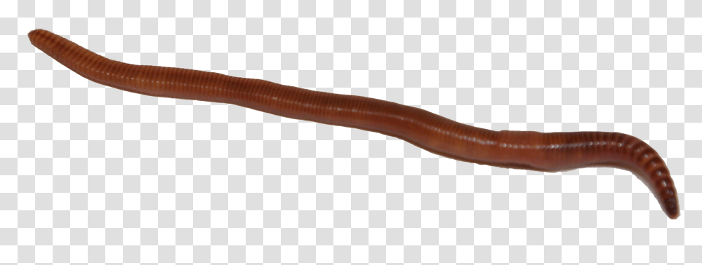 Worm Clipart Earthworm, Axe, Tool, Animal, Invertebrate Transparent Png