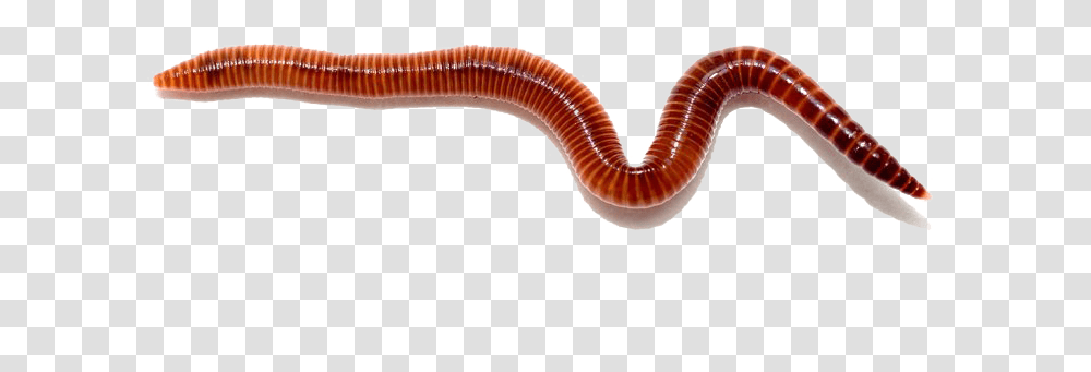 Worms Free Red Wigglers, Dinosaur, Reptile, Animal, Invertebrate Transparent Png