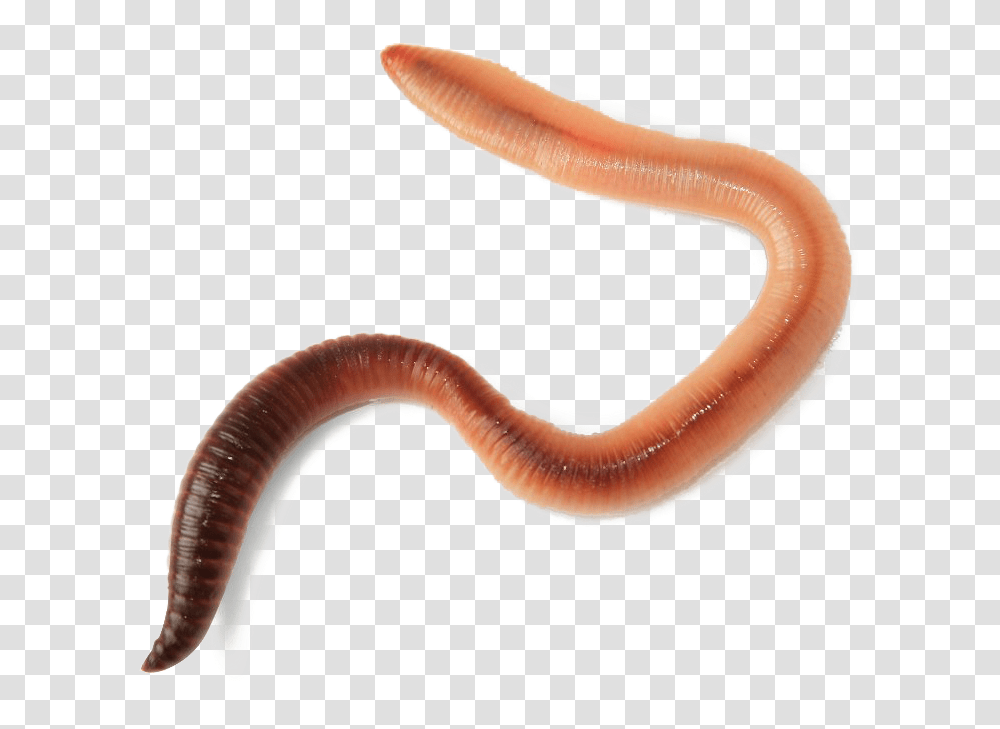 Worms Image Live Worm, Invertebrate, Animal, Fungus Transparent Png