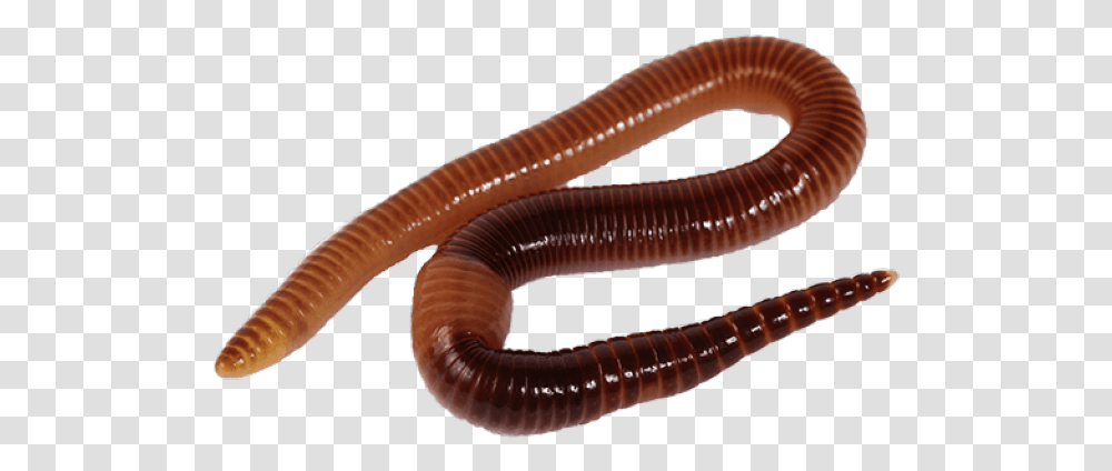 Worms Images Earthworm, Invertebrate, Animal, Screw, Machine Transparent Png