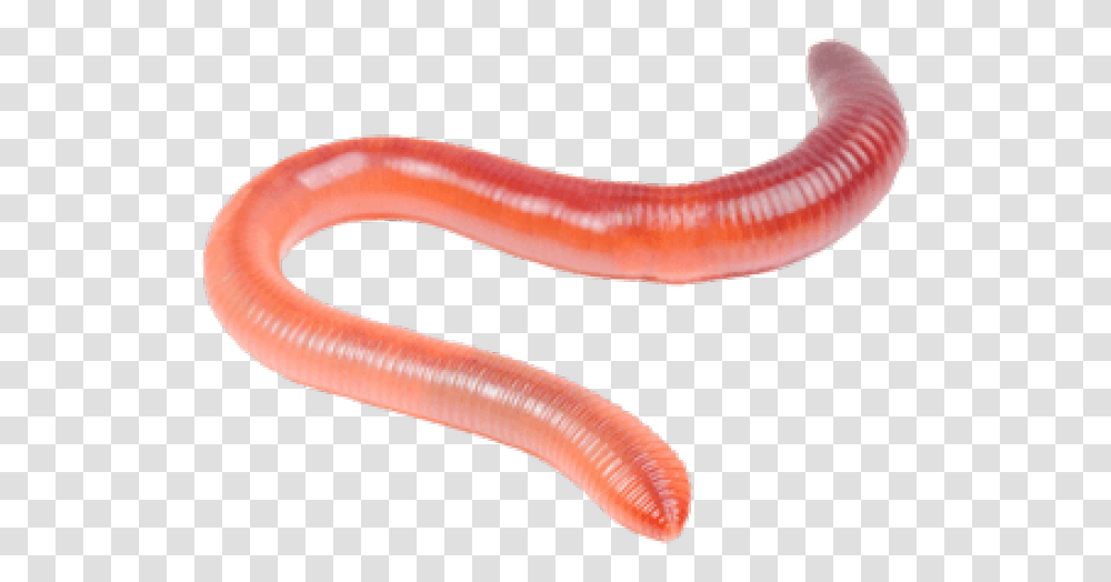 Worms Images Earthworms, Invertebrate, Animal, Snake, Reptile Transparent Png