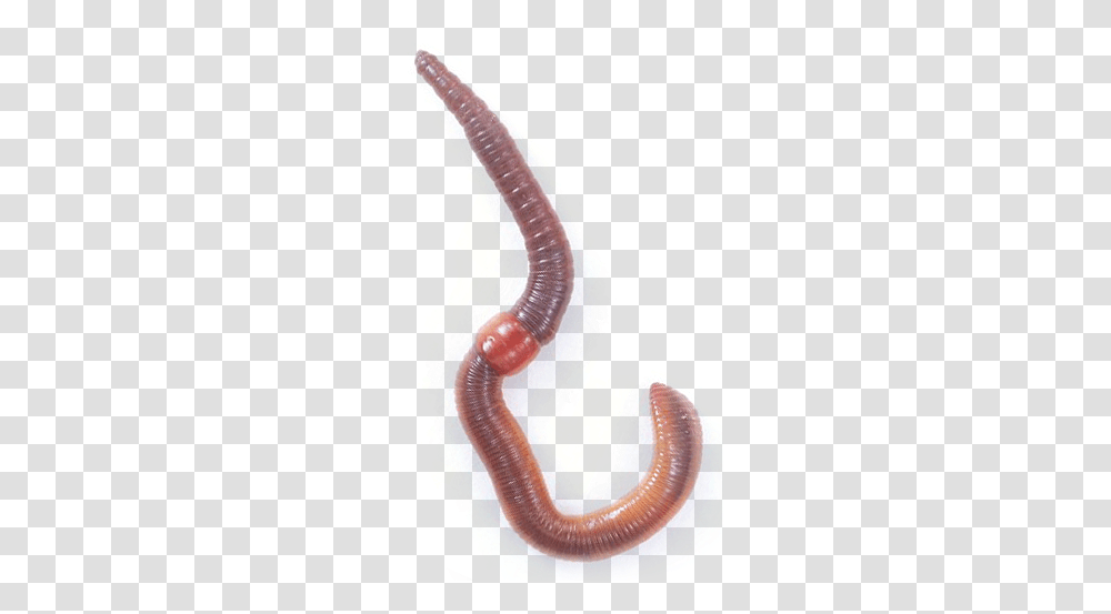 Worms Images Free Download Worm Worm, Invertebrate, Animal, Plot, Graphics Transparent Png