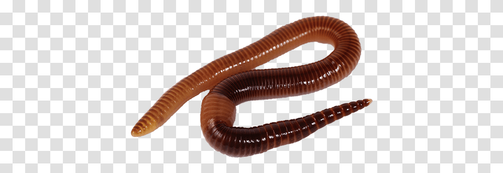 Worms Images Free Download Worm Worms, Invertebrate, Animal, Screw, Machine Transparent Png