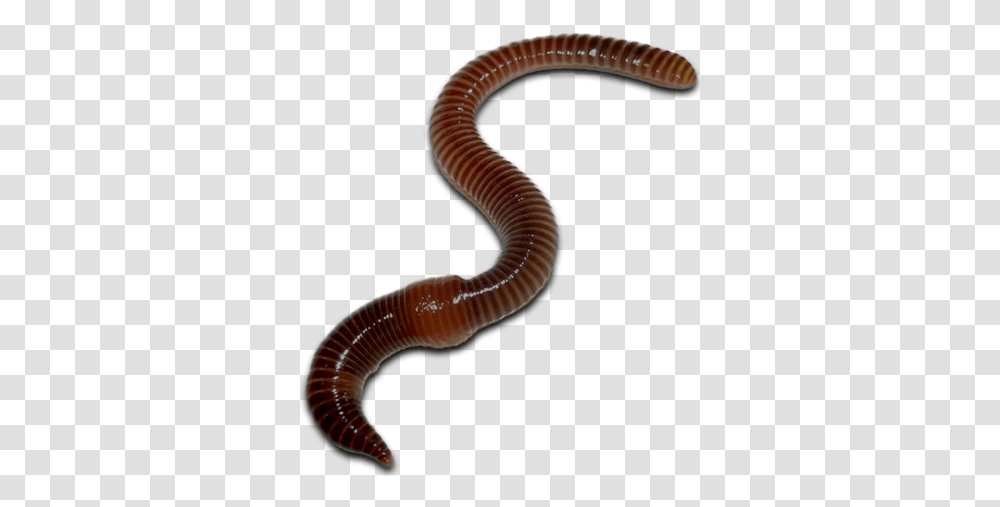 Worms Images Free Download Worms, Snake, Reptile, Animal, Invertebrate Transparent Png