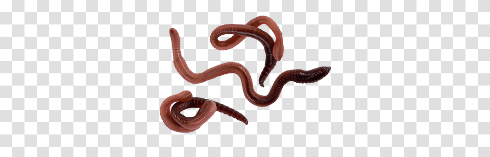 Worms Images, Invertebrate, Animal, Snake, Reptile Transparent Png