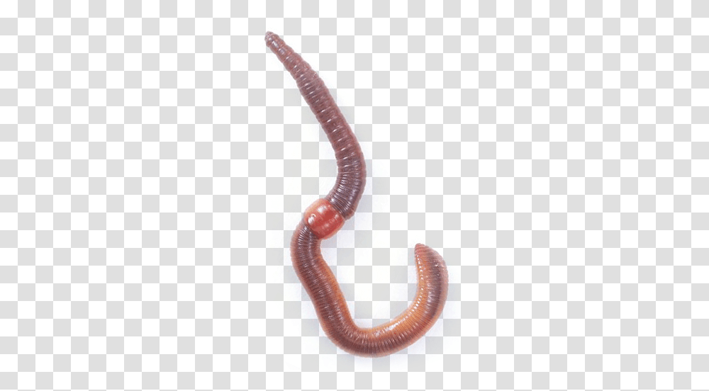 Worms, Insect, Animal, Invertebrate, Plot Transparent Png