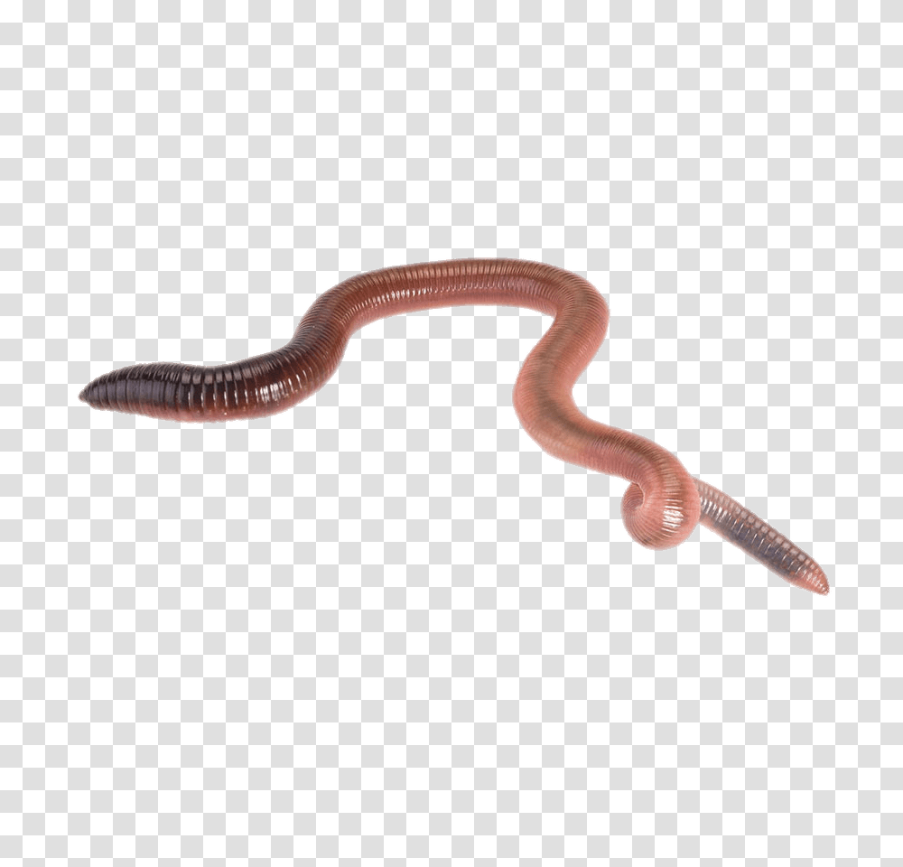 Worms, Insect, Animal, Invertebrate, Snake Transparent Png
