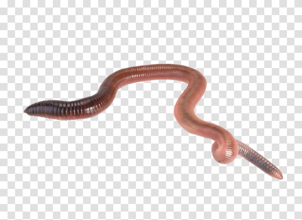 Worms, Insect, Animal, Invertebrate Transparent Png