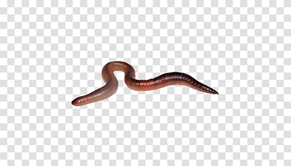 Worms, Insect, Animal, Snake, Reptile Transparent Png