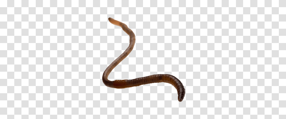 Worms, Insect, Invertebrate, Animal, Bracelet Transparent Png