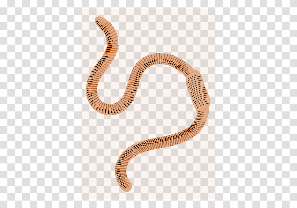 Worms, Insect, Invertebrate, Animal, Coil Transparent Png