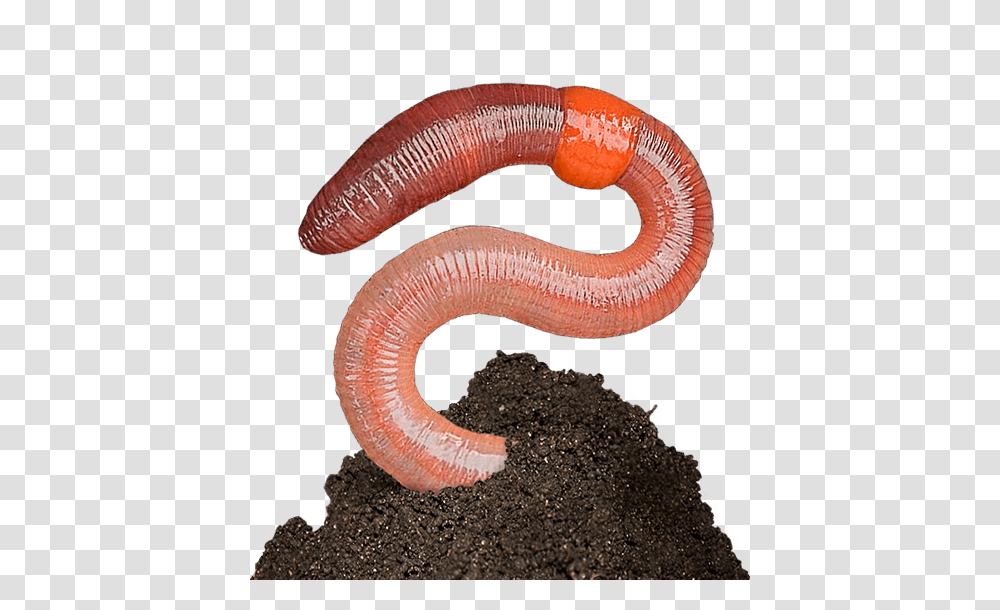 Worms, Insect, Invertebrate, Animal, Fungus Transparent Png