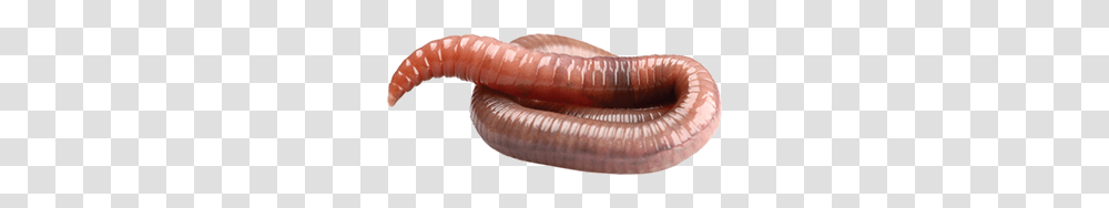 Worms, Insect, Invertebrate, Animal, Fungus Transparent Png
