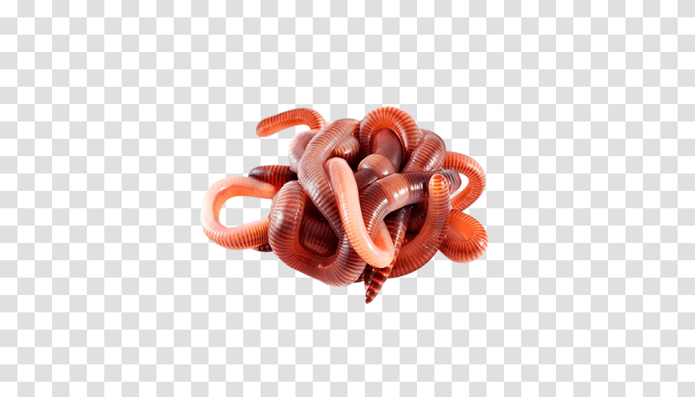 Worms, Insect, Invertebrate, Animal, Rug Transparent Png