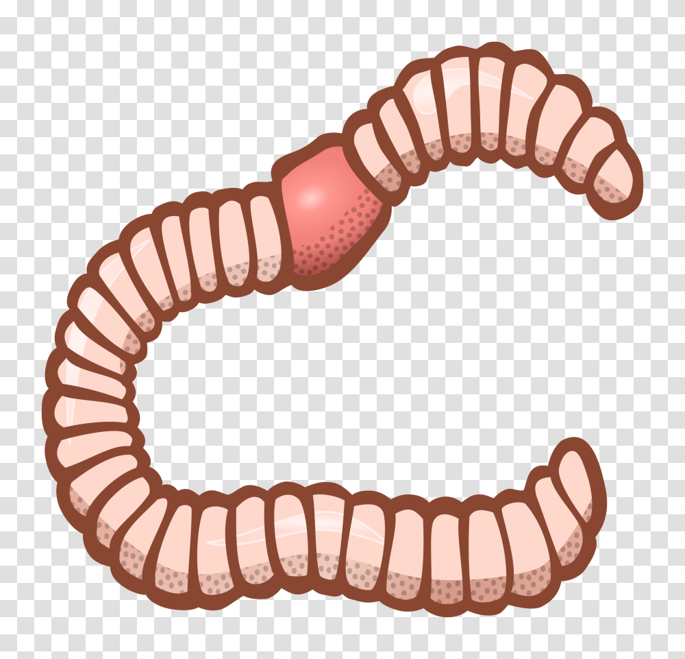 Worms, Insect, Invertebrate, Animal, Screw Transparent Png