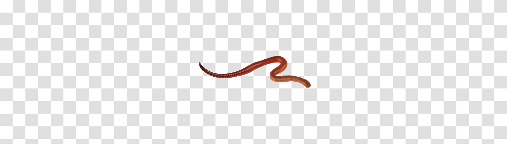 Worms, Insect, Invertebrate, Animal, Smoke Pipe Transparent Png