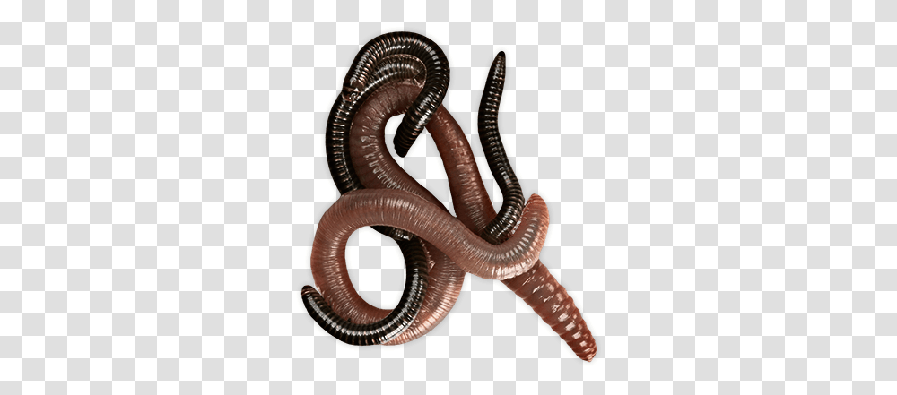 Worms, Insect, Invertebrate, Animal, Snake Transparent Png