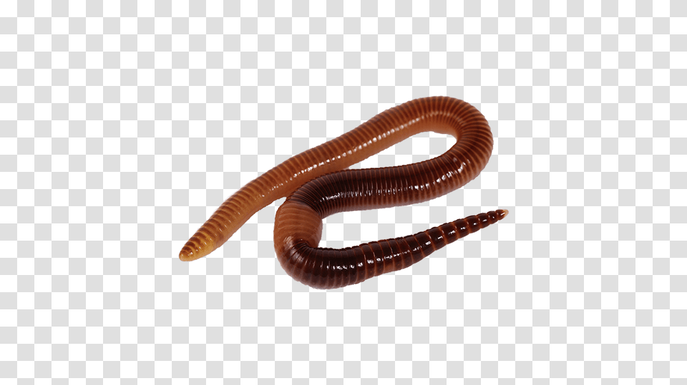 Worms, Insect, Invertebrate, Animal, Snake Transparent Png
