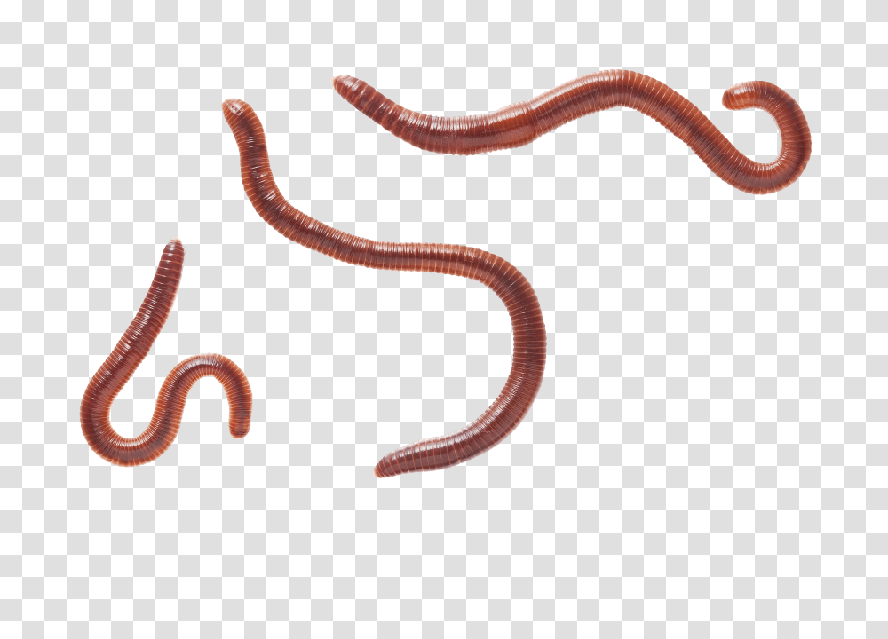Worms, Insect, Invertebrate, Animal, Snake Transparent Png