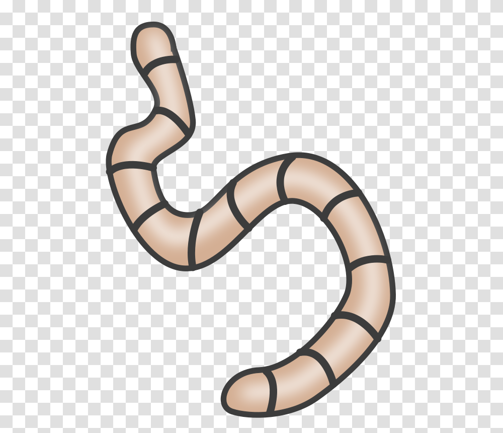 Worms, Insect, Invertebrate, Animal, Stomach Transparent Png
