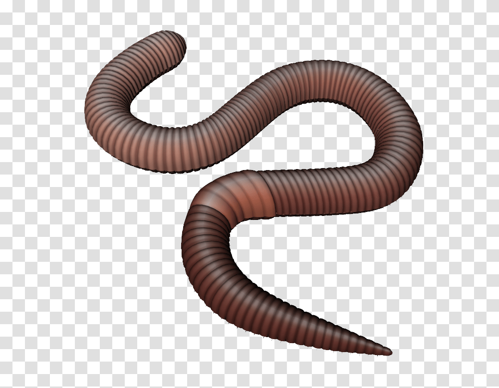 Worms, Insect, Invertebrate, Animal Transparent Png