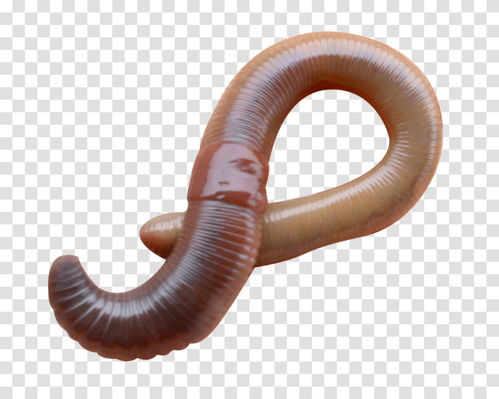 Worms, Insect, Invertebrate, Animal Transparent Png
