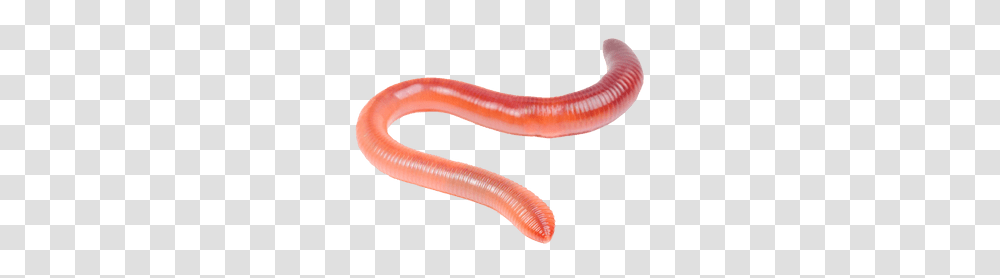 Worms, Insect, Invertebrate, Animal Transparent Png