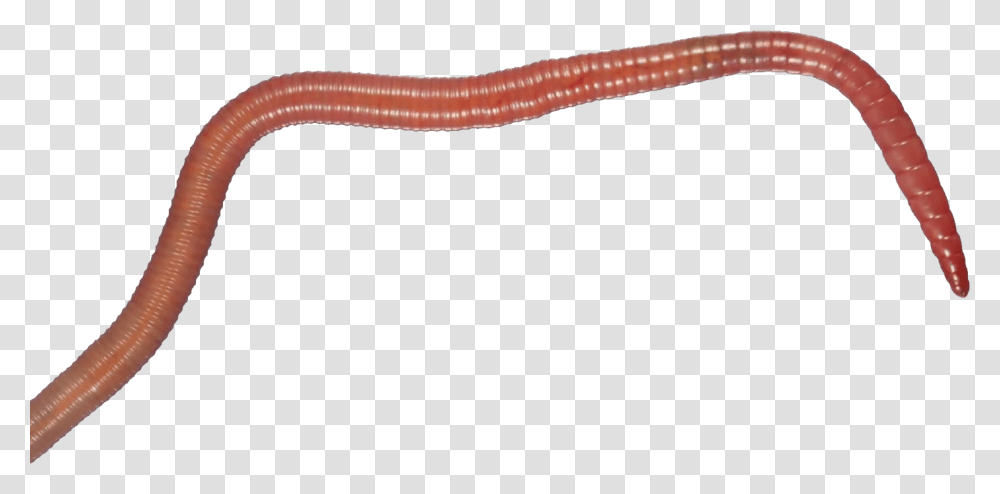 Worms, Insect, Invertebrate, Animal Transparent Png