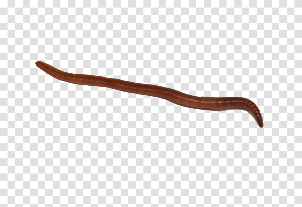 Worms, Insect, Lizard, Reptile, Animal Transparent Png