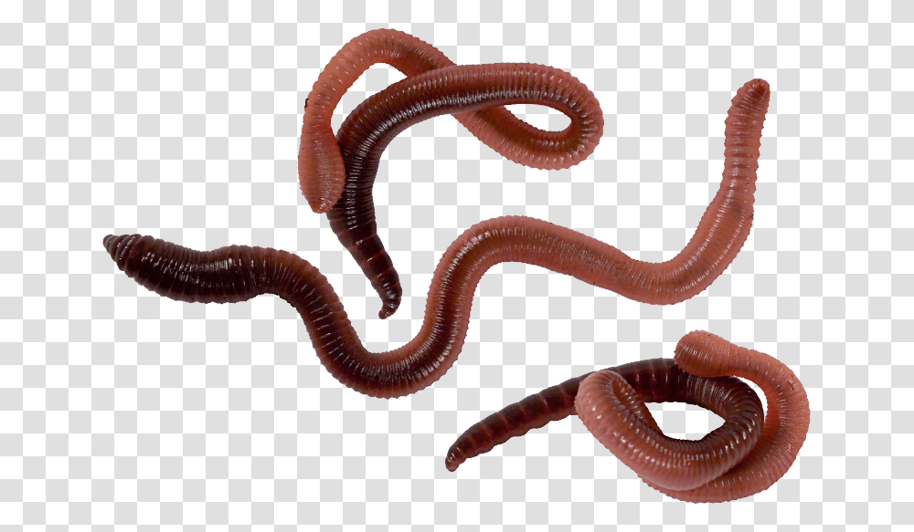 Worms, Insect, Snake, Reptile, Animal Transparent Png