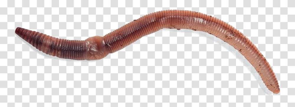 Worms Photos Freshwater Live Fish Bait, Invertebrate, Animal, Axe, Tool Transparent Png